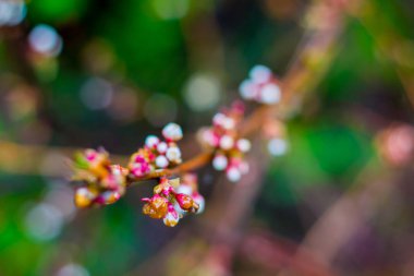 Meyve çiçeği bahar, Nisan