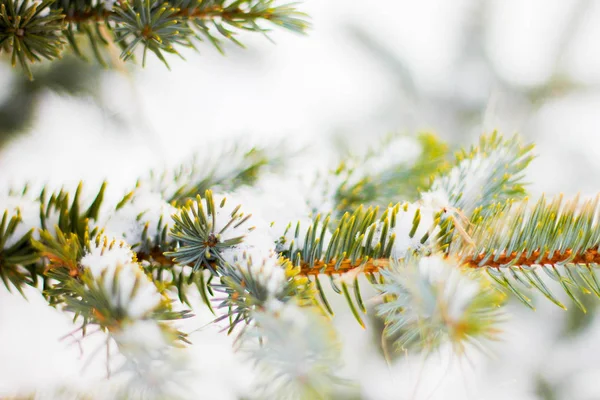 Gałąź drzewa świerk biały śnieg. Zimowe świerk drzewa w mróz. Warstwa śniegu na gałęzi świerka z szron. Jodła gałęzie drzewa iglaste w śniegu na nowy rok zbliżenie. — Zdjęcie stockowe