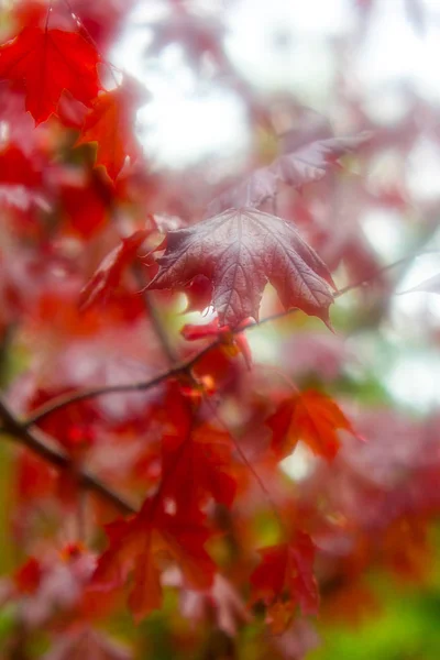 Klon Czerwony Mgle Niewyraźne Klon Czerwony Drzewo Tło — Zdjęcie stockowe