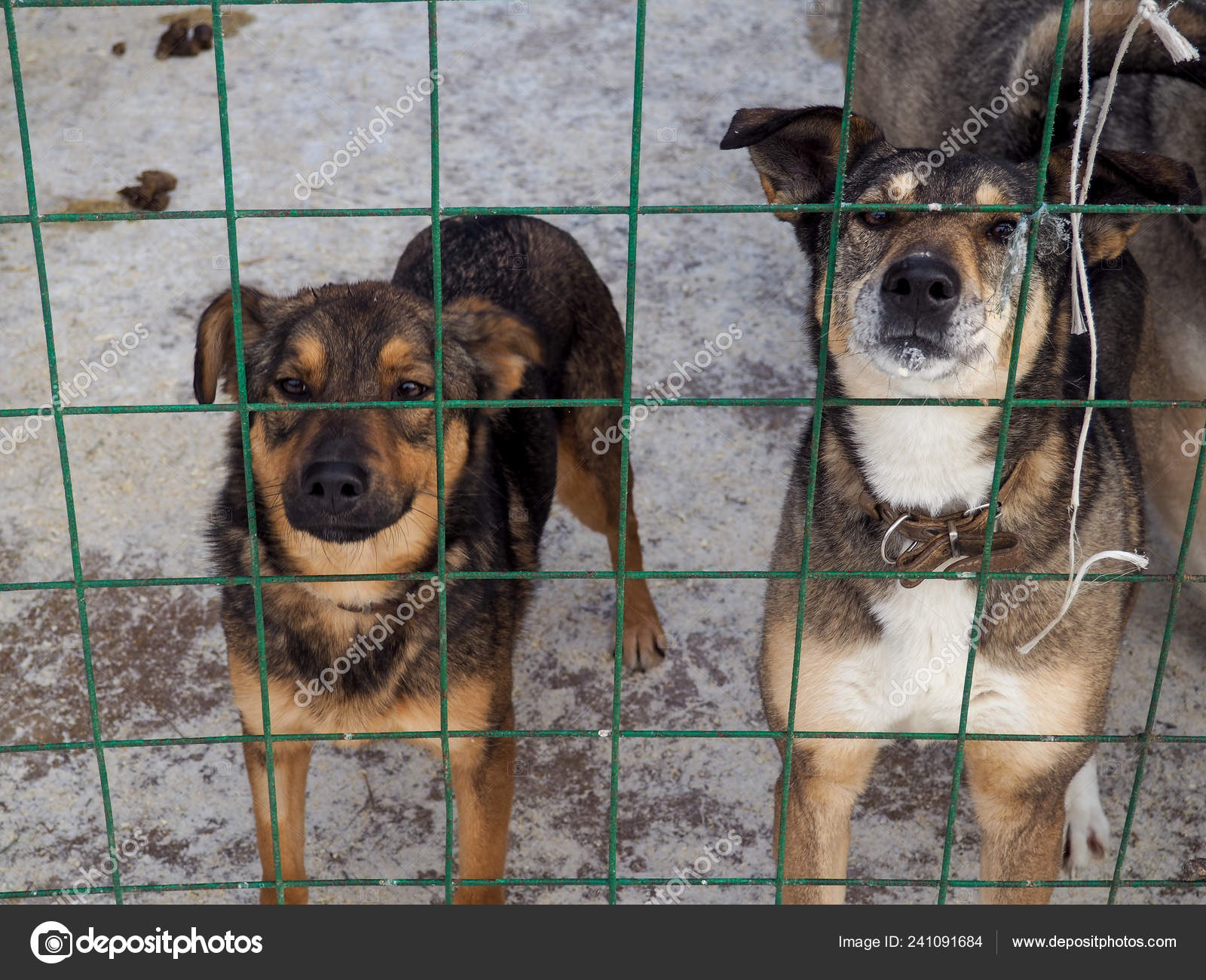 Hund Tierheim Obdachloser Hund Kafig Stockfoto C Byallasaa