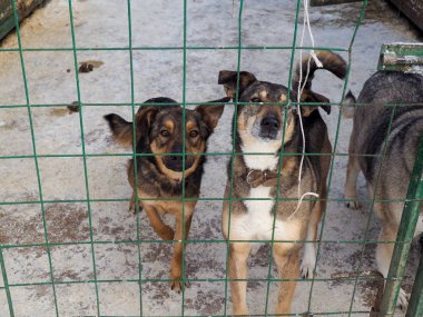 Hayvan barınağında köpek, kafeste evsiz köpek.