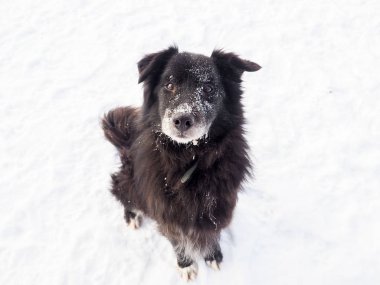 Sokakta oturan siyah sokak köpeği, siyah renkler.