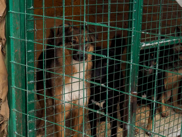 Perro Refugio Animales Perro Sin Hogar Jaula — Foto de Stock