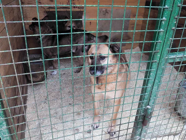 Perro Refugio Animales Perro Sin Hogar Jaula — Foto de Stock