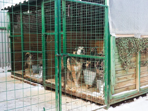 Perro Refugio Animales Perro Sin Hogar Jaula — Foto de Stock