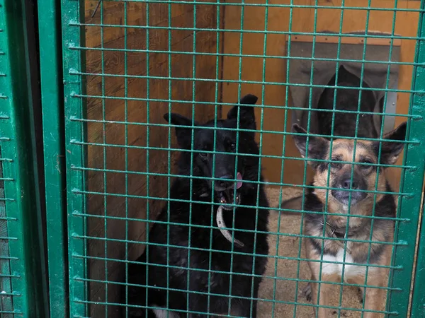 Perro Refugio Animales Perro Sin Hogar Jaula — Foto de Stock