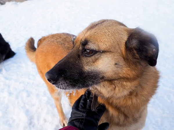 Perro Sin Hogar Pelo Rojo Perro Callejero Amable Fiel — Foto de Stock