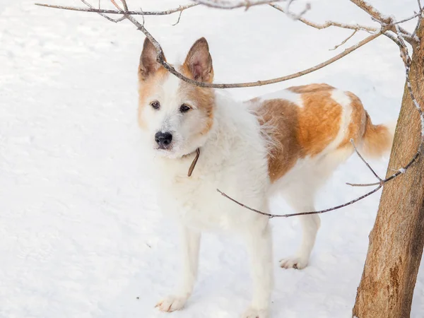 red-haired homeless dog, street dog, kind and faithful.