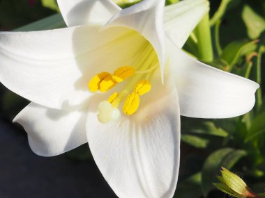 Beyaz çiçeğin ercik ve pistil Lilium candidum Madonna Lily yakın yukarı.