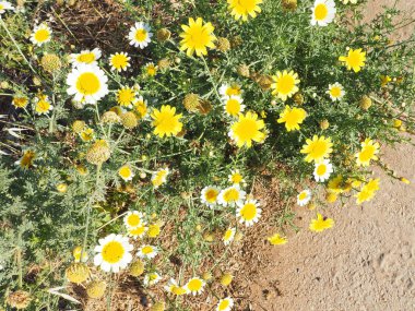 Phlox subulata çiçek arka plan.