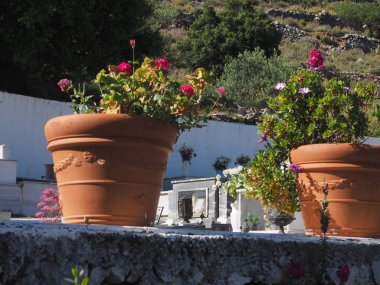 Bahçe kap house yakınındaki sokakta, merdivenlerde tencere bitkiler kullanılır.