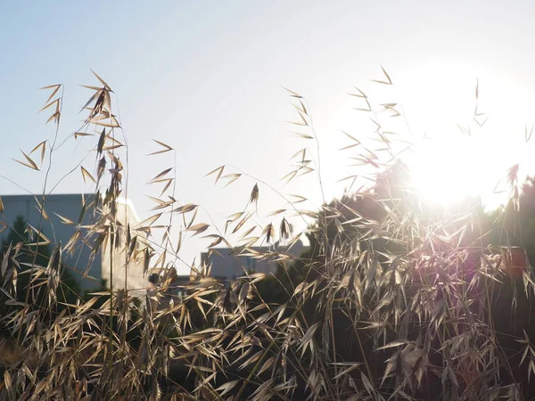 Oat field at sunset, wild oats as a background, solar flare