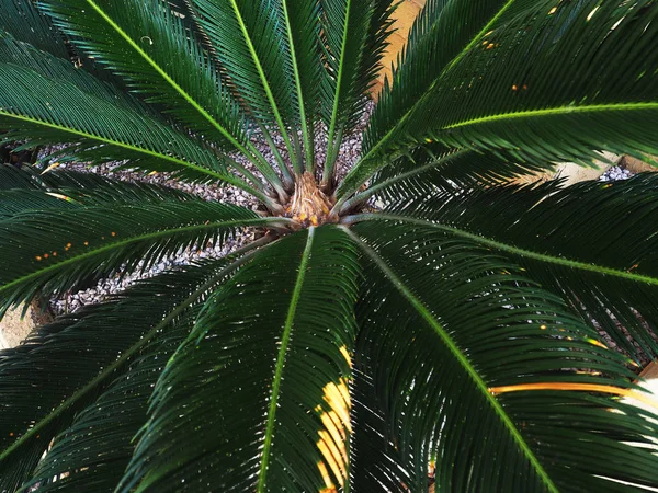 热带丛林棕榈树叶, 深绿色色调 — 图库照片