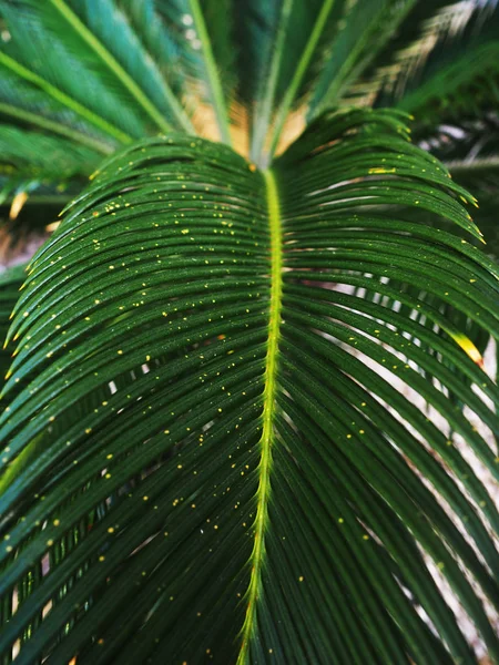热带丛林棕榈树叶, 深绿色色调 — 图库照片