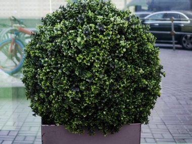 Büyük dökmeyen ağaç Buxus sempervirens ortak kutu, Avrupa kutu, veya şimşir pot yakın ev.