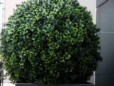 Büyük dökmeyen ağaç Buxus sempervirens ortak kutu, Avrupa kutu, veya şimşir pot yakın ev.
