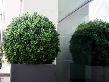 Büyük dökmeyen ağaç Buxus sempervirens ortak kutu, Avrupa kutu, veya şimşir pot yakın ev.