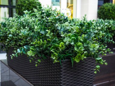 Büyük dökmeyen ağaç Buxus sempervirens ortak kutu, Avrupa kutu, veya şimşir pot yakın ev.