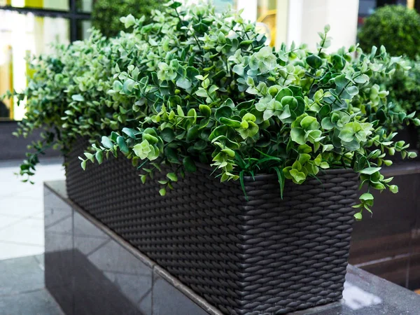 Büyük dökmeyen ağaç Buxus sempervirens ortak kutu, Avrupa kutu, veya şimşir pot yakın ev.