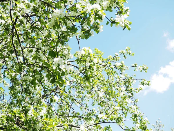 Árbol Flores Sobre Fondo Naturaleza Flores Primavera Fondo Primavera —  Fotos de Stock