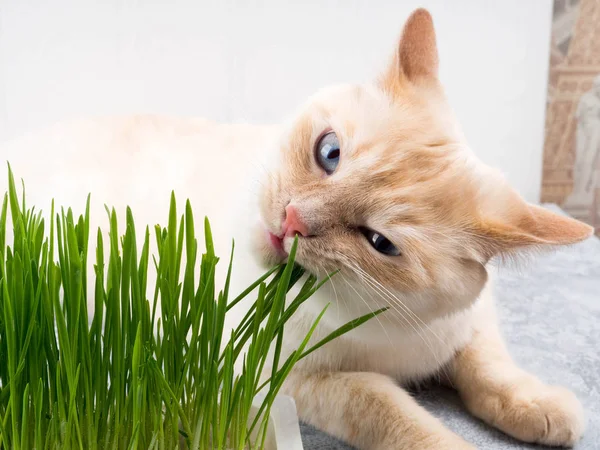 Kedi taze yeşil ot yiyor. Kedi otu, evcil ot. Doğal tüy yumağı tedavisi, taze ot yiyen beyaz, kırmızı kedi, yeşil yulaf, duygusal olarak kopya alanı, evcil hayvan sağlığı kavramı.,