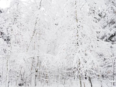 Kış parkında kar ile ağaçlar, karla kaplı kış ormanı