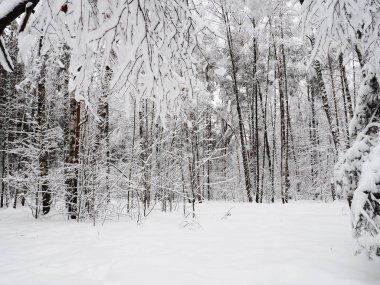 Kış parkında kar ile ağaçlar, karla kaplı kış ormanı
