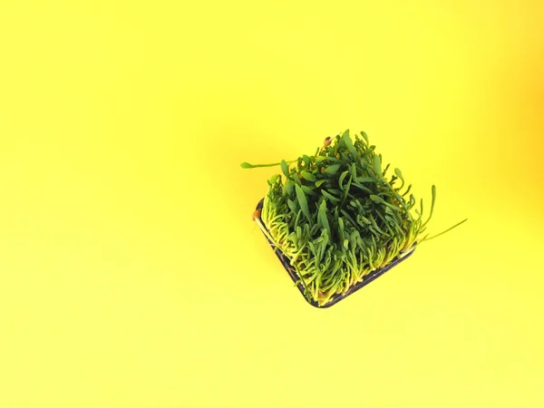 明亮的绿色新鲜草发芽在塑料盒上的黄色b — 图库照片