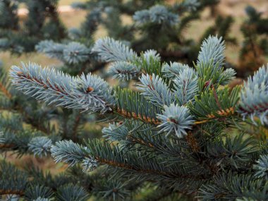 Köknar ağacı brunch yakın çekim. Sığ odak. Kabarık köknar ağacı brunch yakın çekim. Noel duvar kağıdı kavramı. Uzay kopyalayın. sonra yağmur damlaları