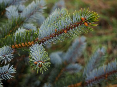 Köknar ağacı brunch yakın çekim. Sığ odak. Kabarık köknar ağacı brunch yakın çekim. Noel duvar kağıdı kavramı. Uzay kopyalayın. sonra yağmur damlaları
