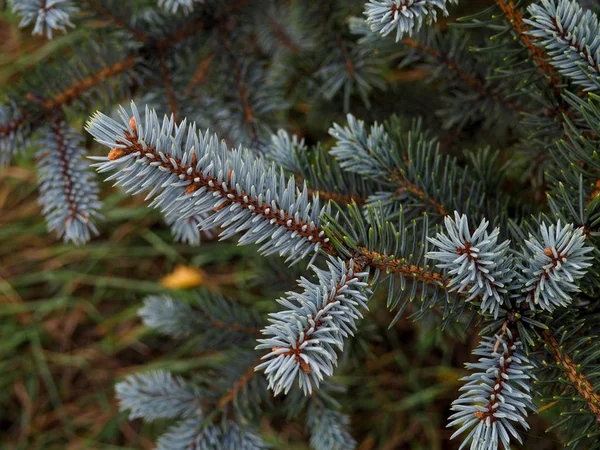 Fir tree brunch close-up. Ondiepe focus. Pluizig fir tree brunch close-up. Kerst wallpaper concept. Kopieer ruimte. druppels na regen — Stockfoto