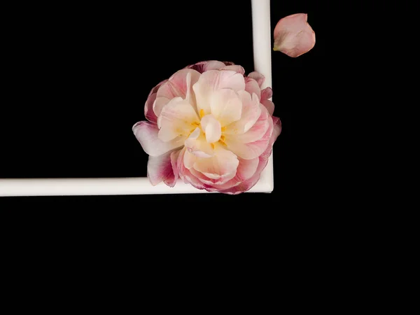 Cornice fotografica in bianco e tulipano bianco su sfondo nero — Foto Stock