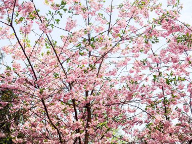 Çiçek açmış kiraz çiçekleri. Kiraz ağacının dalında küçük kümeler halinde kiraz çiçekleri, beyaza dönüşüyor. Yüzeyin derinliği. Ortadaki çiçek kümesine odaklan.