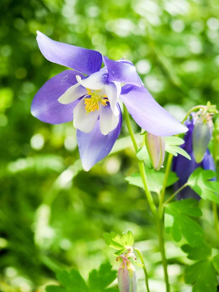 st patricks day large cupped daffodil flowers
