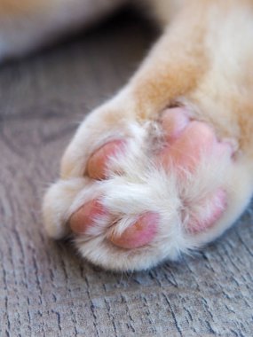 Ahşap bir masaüzerinde yatan pençe kedi