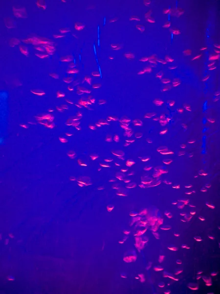 Vatten bubblor abstraktion, luftbubblor i färg — Stockfoto