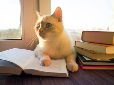 küçük kedi kitap okumak