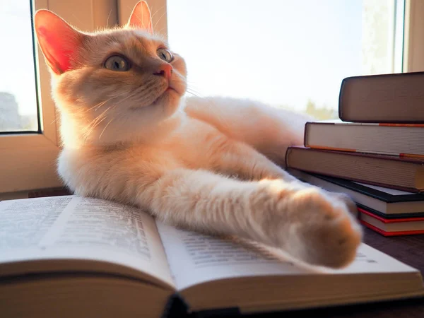 Pequeno gato ler um livro — Fotografia de Stock