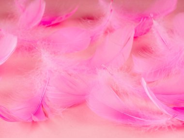 Seçici yumuşak odak pastel renk pembe tüyleri doku kadar yakın
