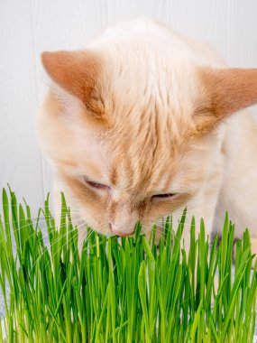 Kedi taze yeşil ot yiyor. Kedi otu, evcil ot. Doğal tüy yumağı tedavisi, taze ot yiyen beyaz, kırmızı kedi, yeşil yulaf, duygusal olarak kopya alanı, evcil hayvan sağlığı kavramı.