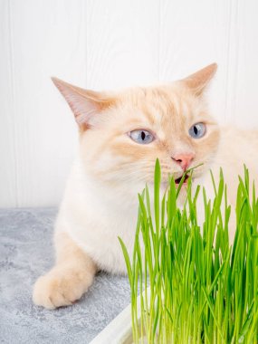 Kedi taze yeşil ot yiyor. Kedi otu, evcil ot. Doğal tüy yumağı tedavisi, taze ot yiyen beyaz, kırmızı kedi, yeşil yulaf, duygusal olarak kopya alanı, evcil hayvan sağlığı kavramı.