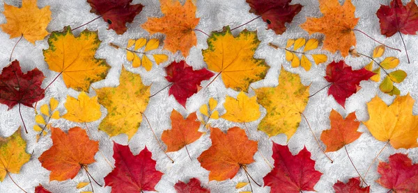 Herbstblätter sind auf einem betongrauen Hintergrund eingefärbt, ein Banner für die Website — Stockfoto
