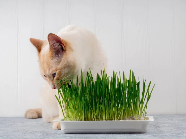 Kedi taze yeşil ot yiyor. Kedi otu, evcil ot. Doğal tüy yumağı tedavisi, taze ot yiyen beyaz, kırmızı kedi, yeşil yulaf, duygusal olarak kopya alanı, evcil hayvan sağlığı kavramı.