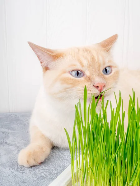 Cat is eating fresh green grass. Cat grass, pet grass. Natural hairball treatment, white, red pet cat eating fresh grass, green oats, emotionally, copy space, the concept of the health of Pets