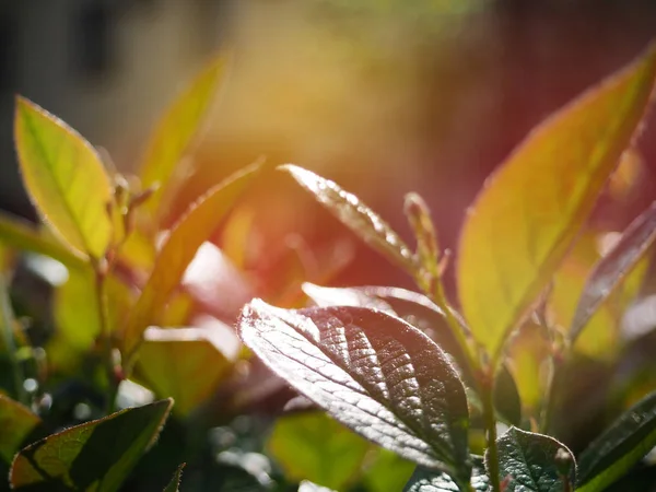 Ранковий знімок чайного листа з промінням світла фону — стокове фото