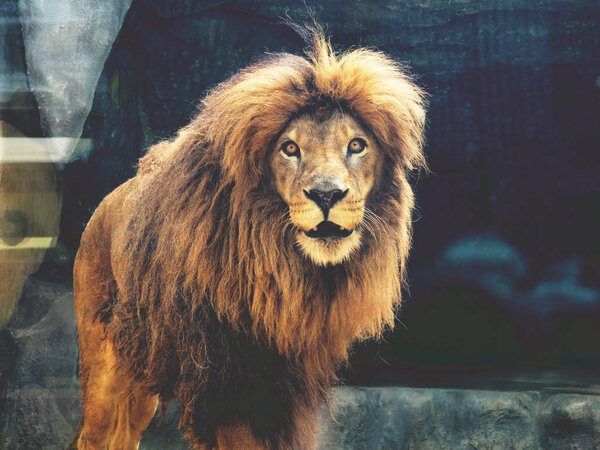 The dreamy look of an lion in zoo.The King of beasts, biggest cat of the world. The most dangerous and mighty predator of the world.