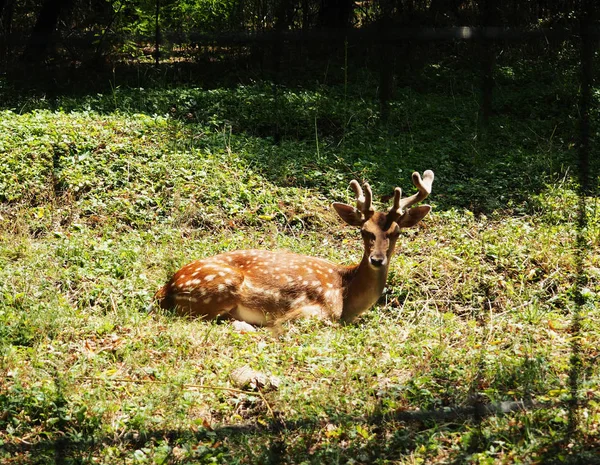 Closeup of fallow deer lying on the ground facing the camera — Stock Photo, Image