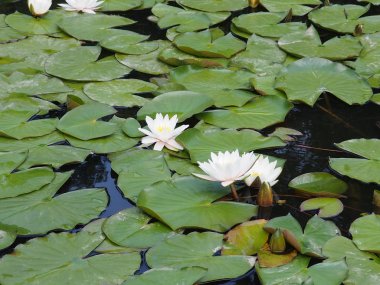 küçük Göl üzerinde nilüfer, Güzel çiçekler Beyaz Nymphaea alba, yaygın yeşil yaprakları ve mavi su arasında nilüfer veya nilüfer denir