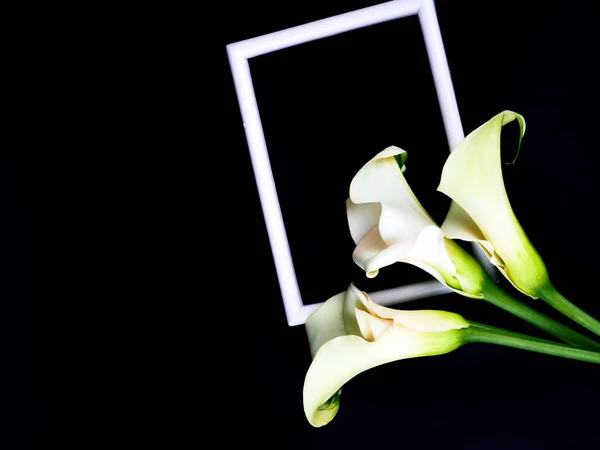 Singola Calla Lily su nero con cornice — Foto Stock
