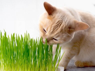 Kedi taze yeşil ot yiyor. Kedi otu, evcil hayvan otu. Doğal saç topu tedavisi, beyaz, kırmızı evcil kedi taze ot yeme, yeşil yulaf, duygusal, kopya alanı, Evcil hayvan sağlığı kavramı, aşk bir